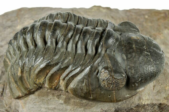 Reedops Trilobite Fossil - Atchana, Morocco #312346